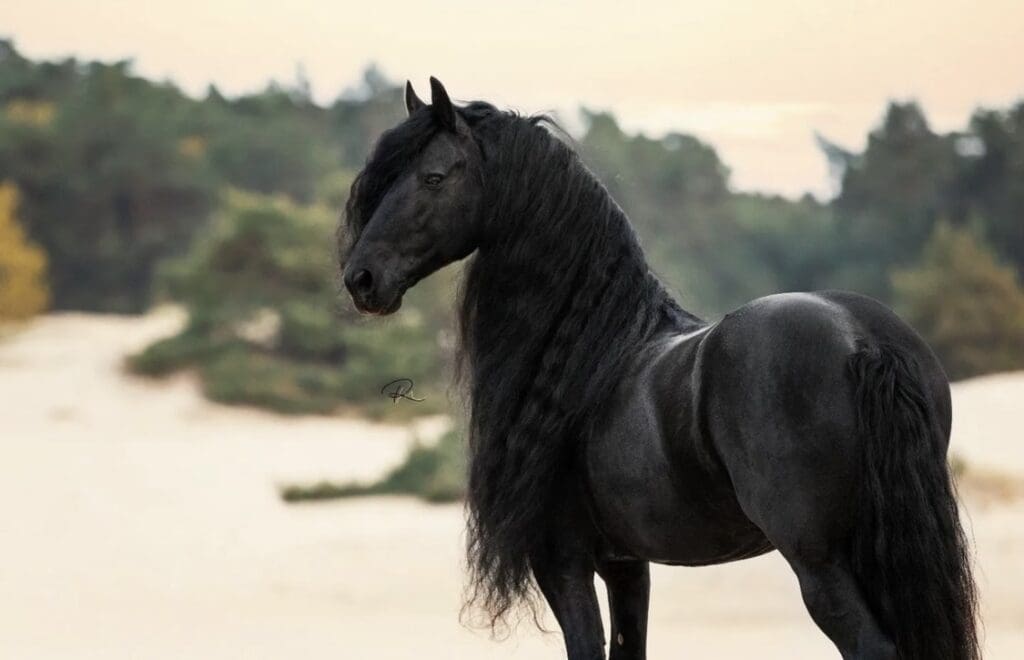 Black horse with long black main 
