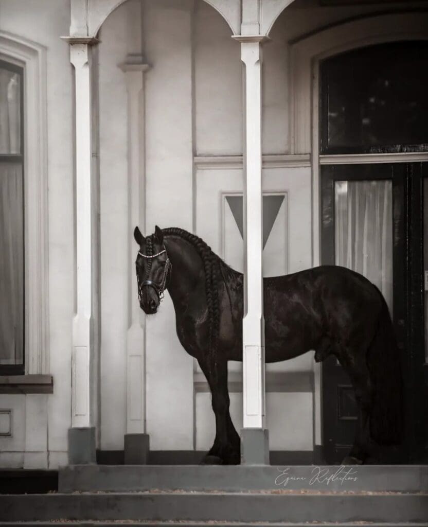 black horse standing behind thing column